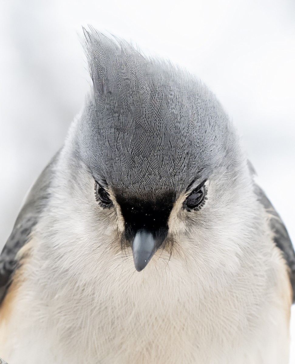 Tufted Titmouse - ML646480000