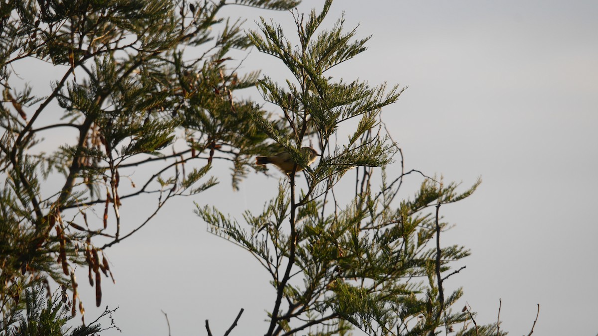 チャイロトゲハシムシクイ - ML646480001