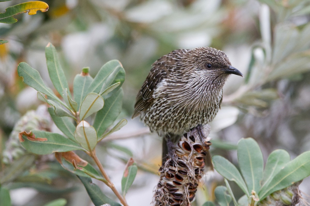 laločnatka malá - ML646480002