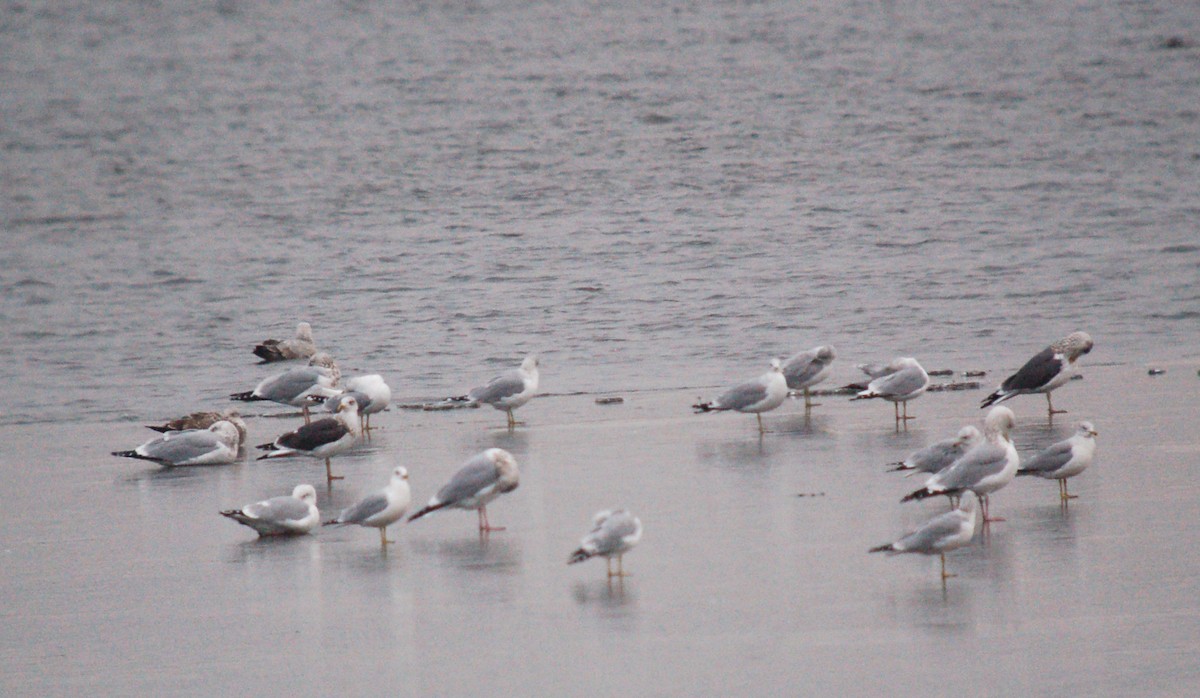 小黑背鷗 - ML646480003