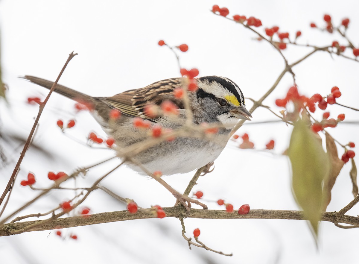 White-throated Sparrow - ML646480005