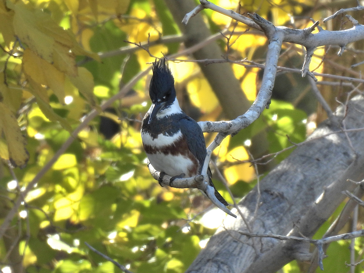 Belted Kingfisher - ML646480009