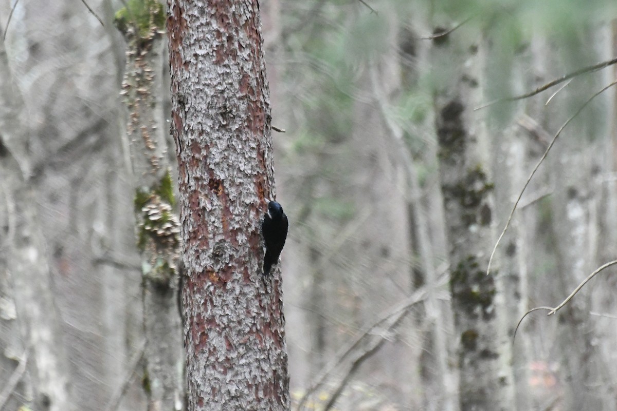 datlík černohřbetý - ML646480010