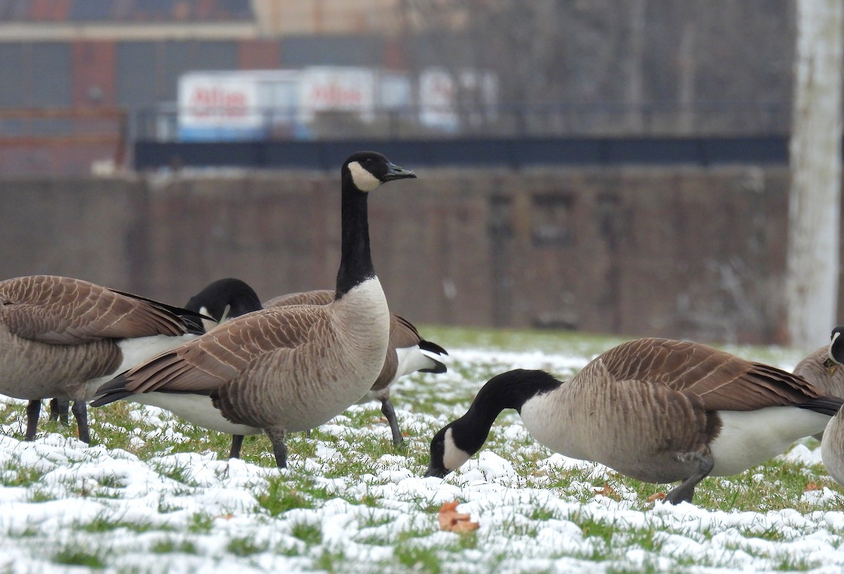 Канад галуу - ML646480011