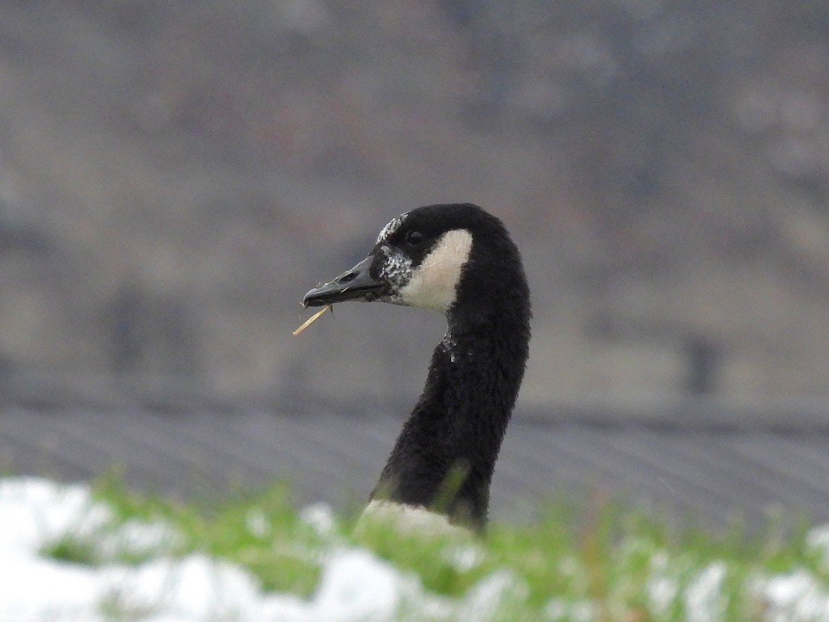 Канад галуу - ML646480012