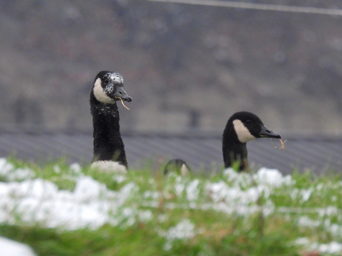 Канад галуу - ML646480013