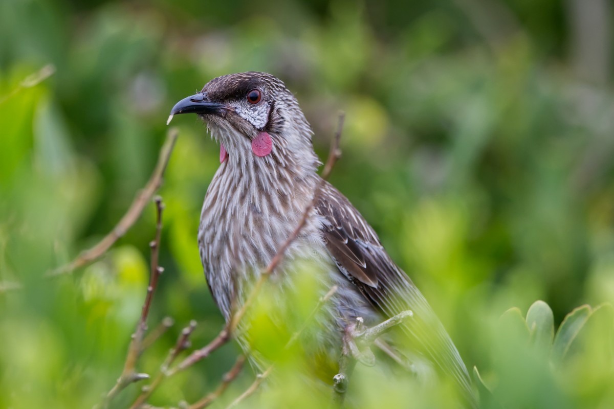 laločnatka jihoaustralská - ML646480014