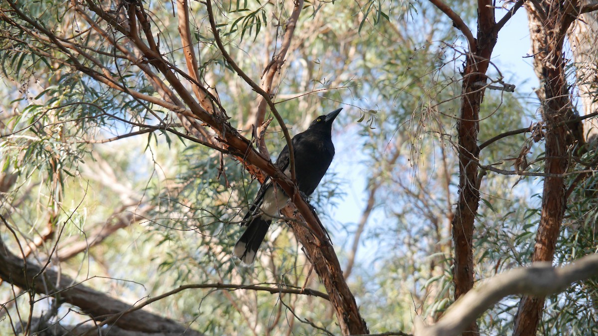 フエガラス - ML646480015