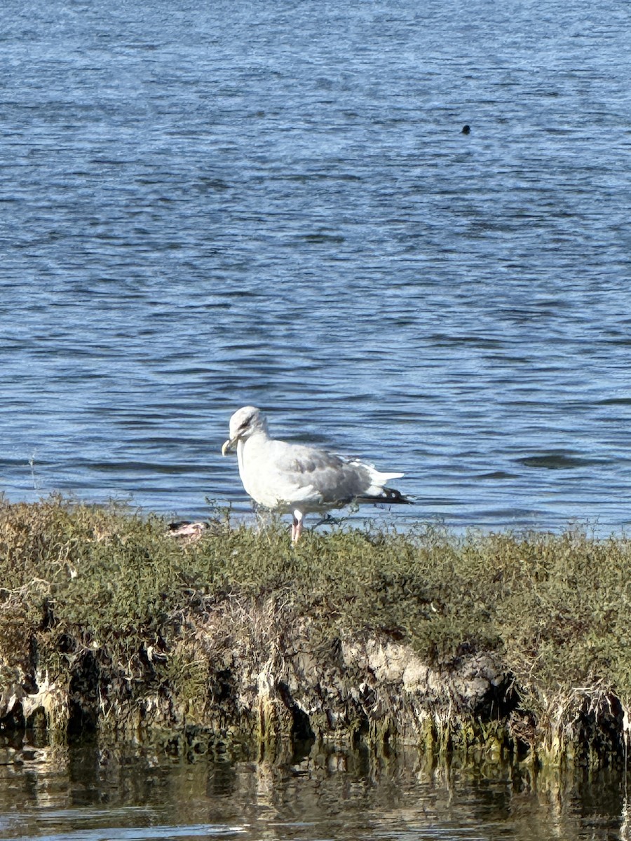 Glaucous-winged Gull - ML646480018