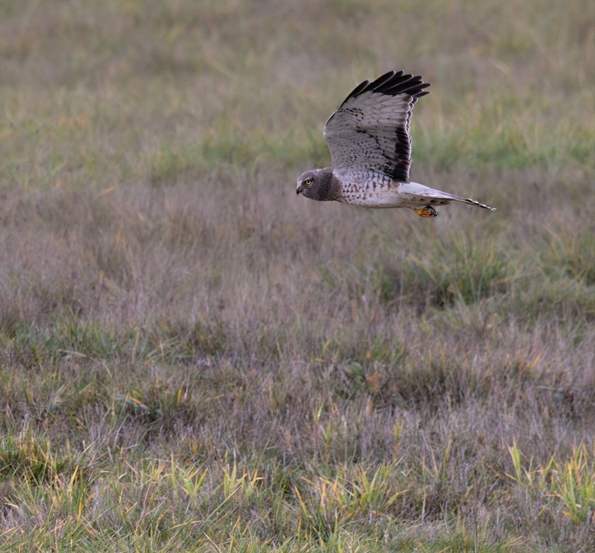 Northern Harrier - ML646480020