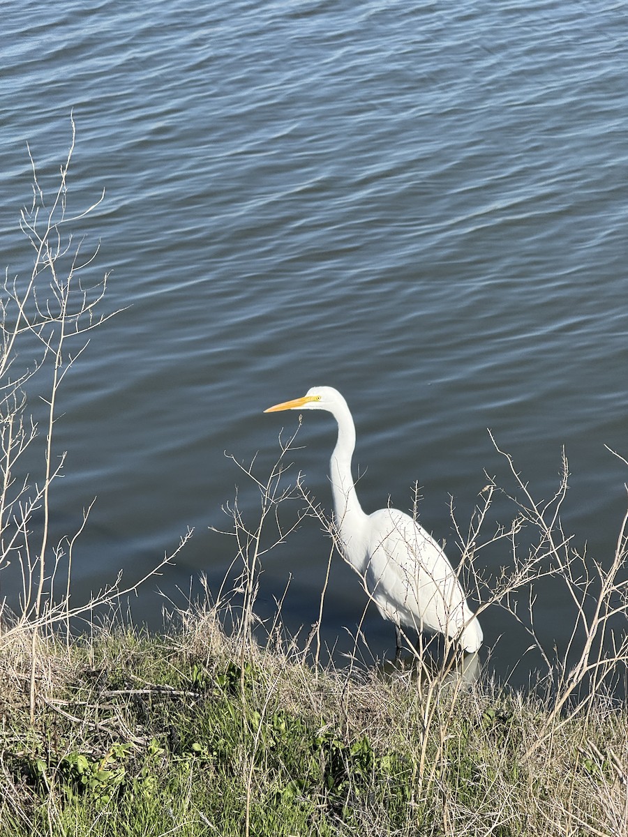 Great Egret - ML646480022