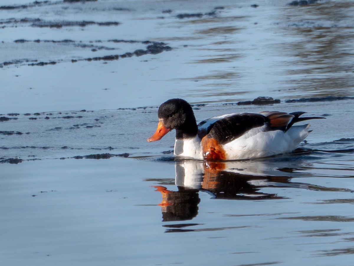 Brandgans - ML646480027