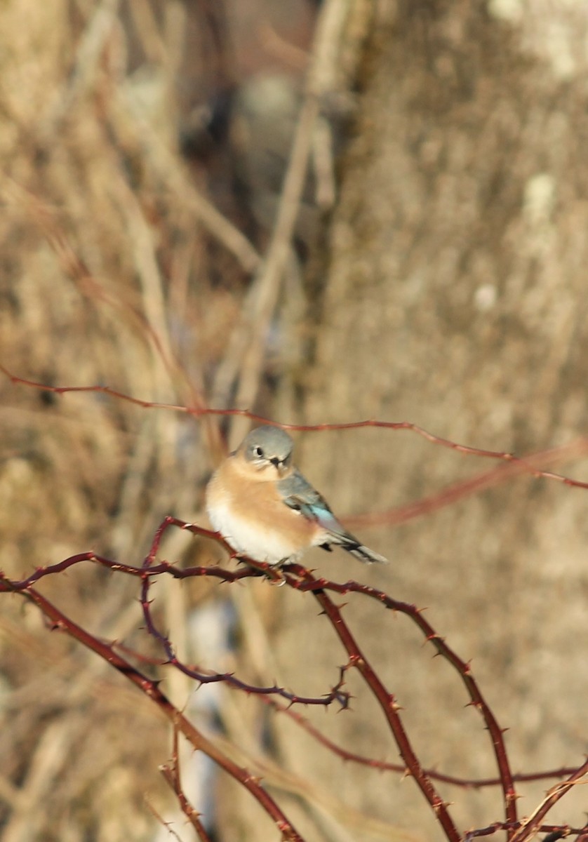 Eastern Bluebird - ML646480031