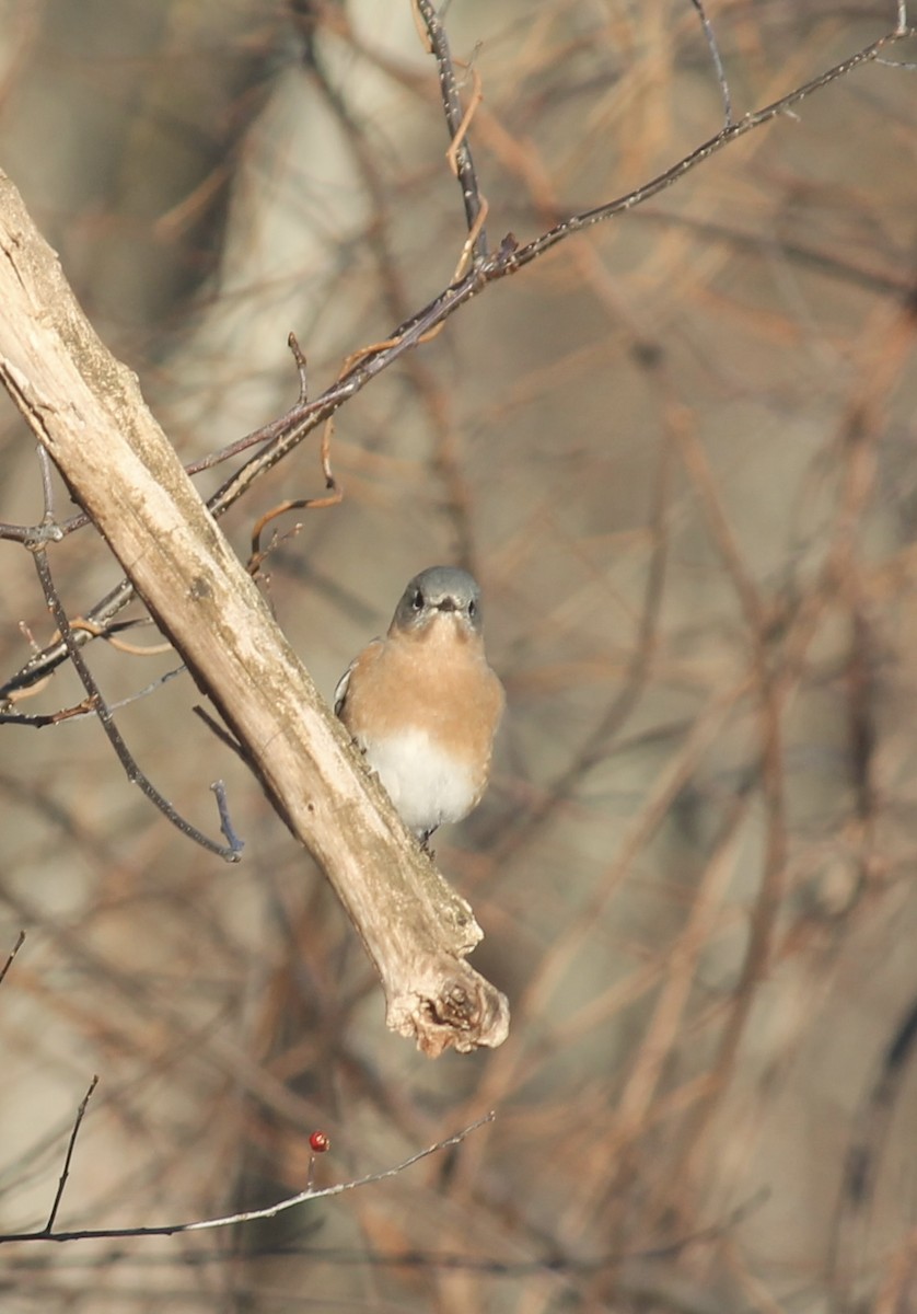 Eastern Bluebird - ML646480032
