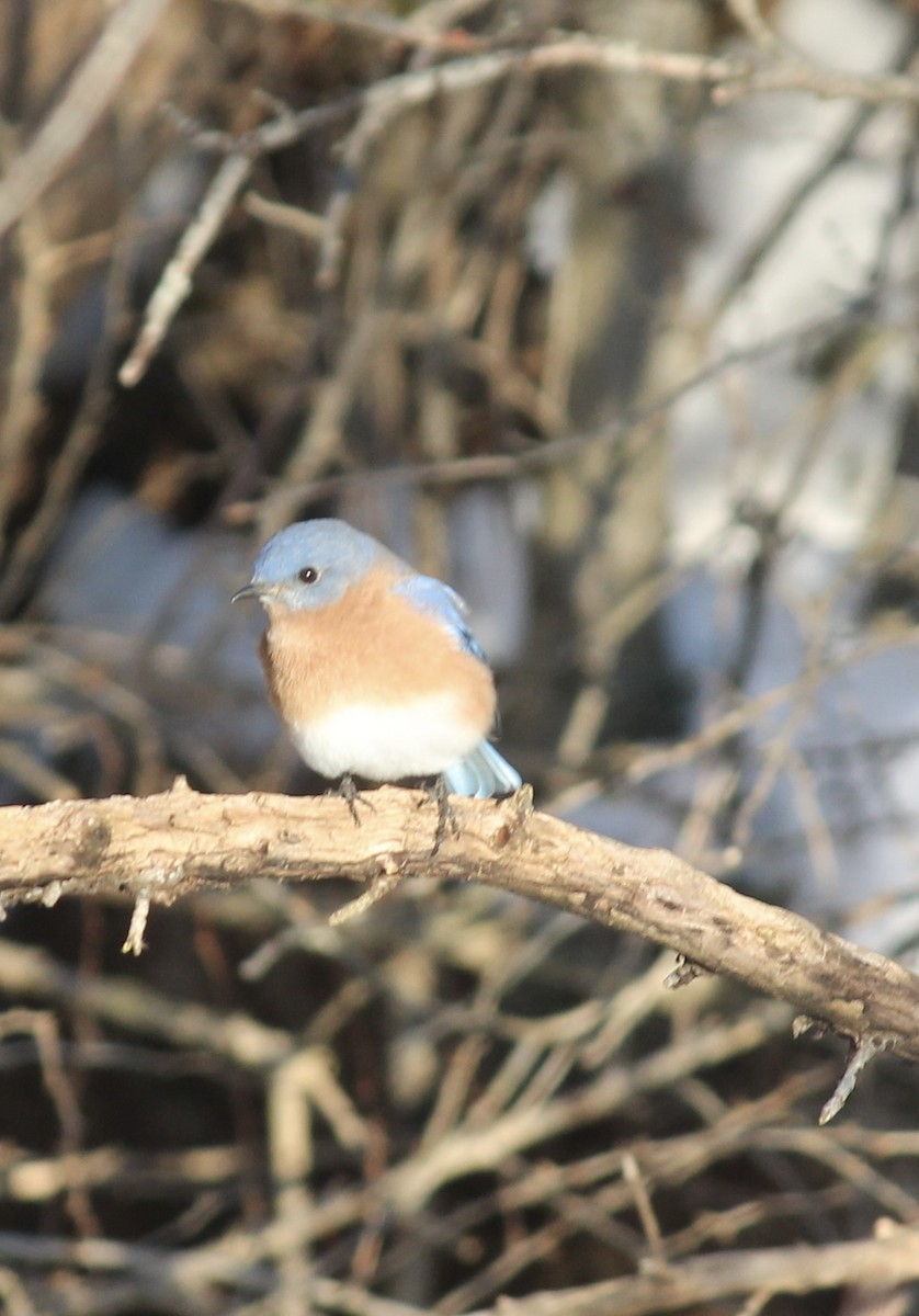 Eastern Bluebird - ML646480033