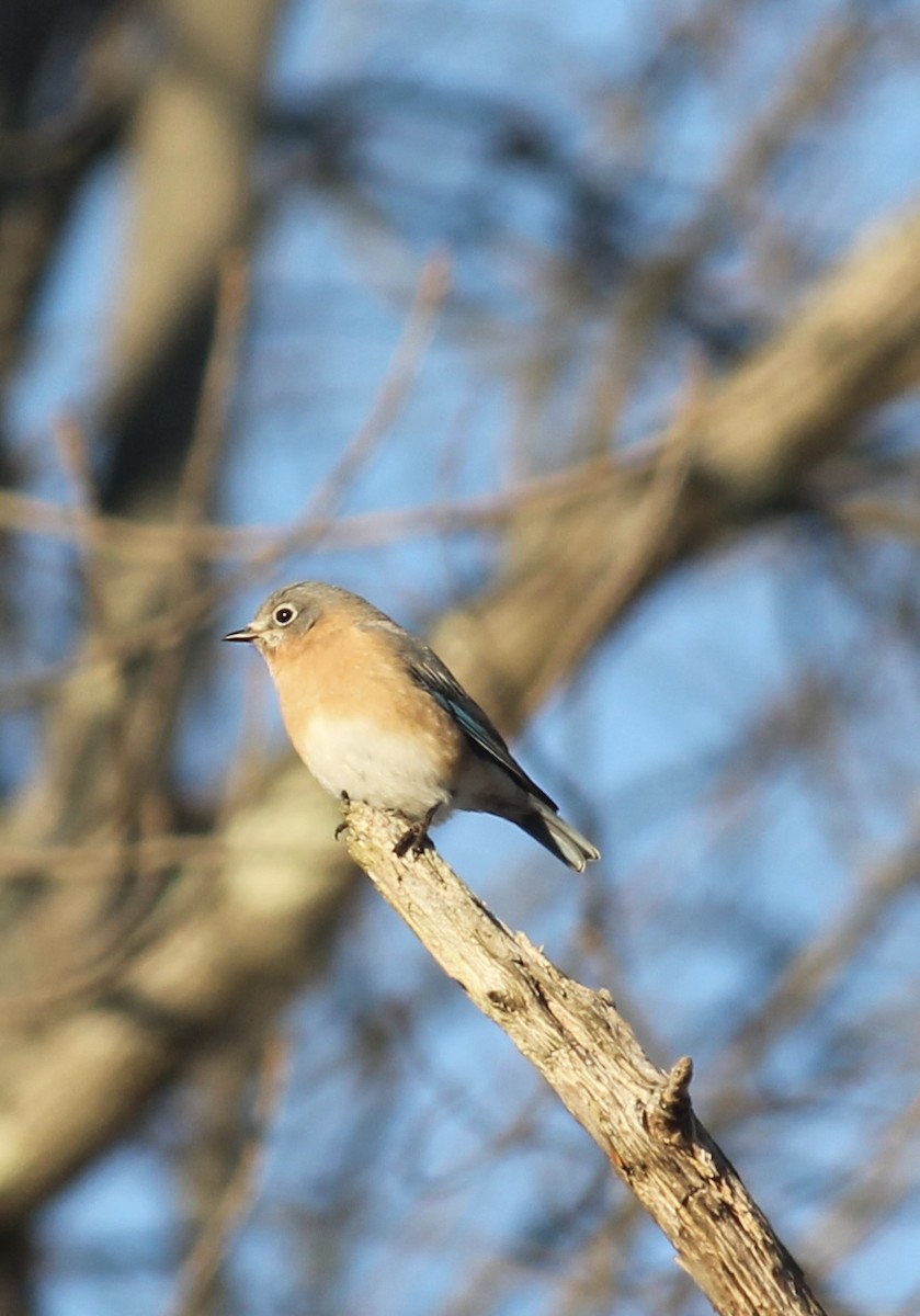 Eastern Bluebird - ML646480034