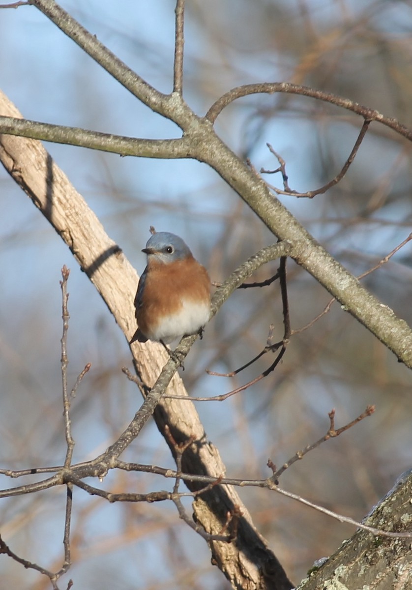 Eastern Bluebird - ML646480035
