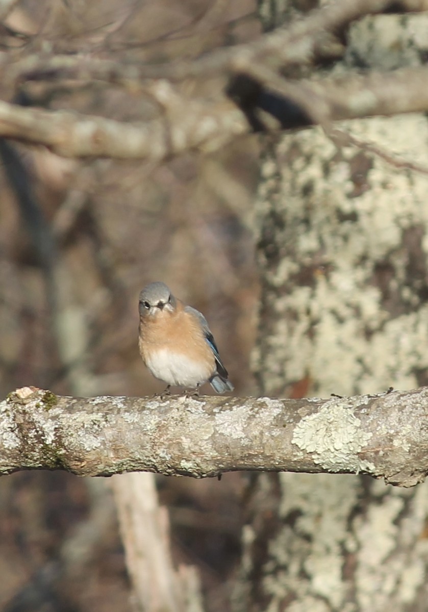 Eastern Bluebird - ML646480036