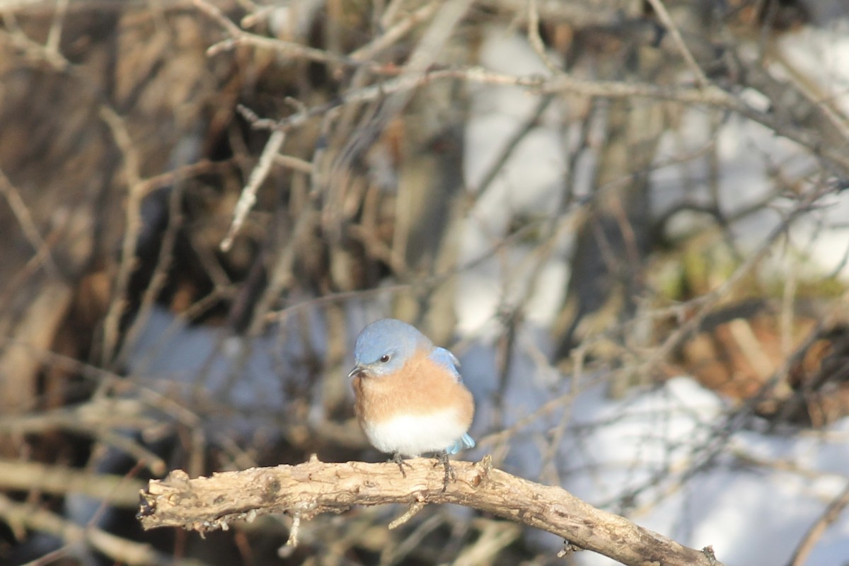 Eastern Bluebird - ML646480037