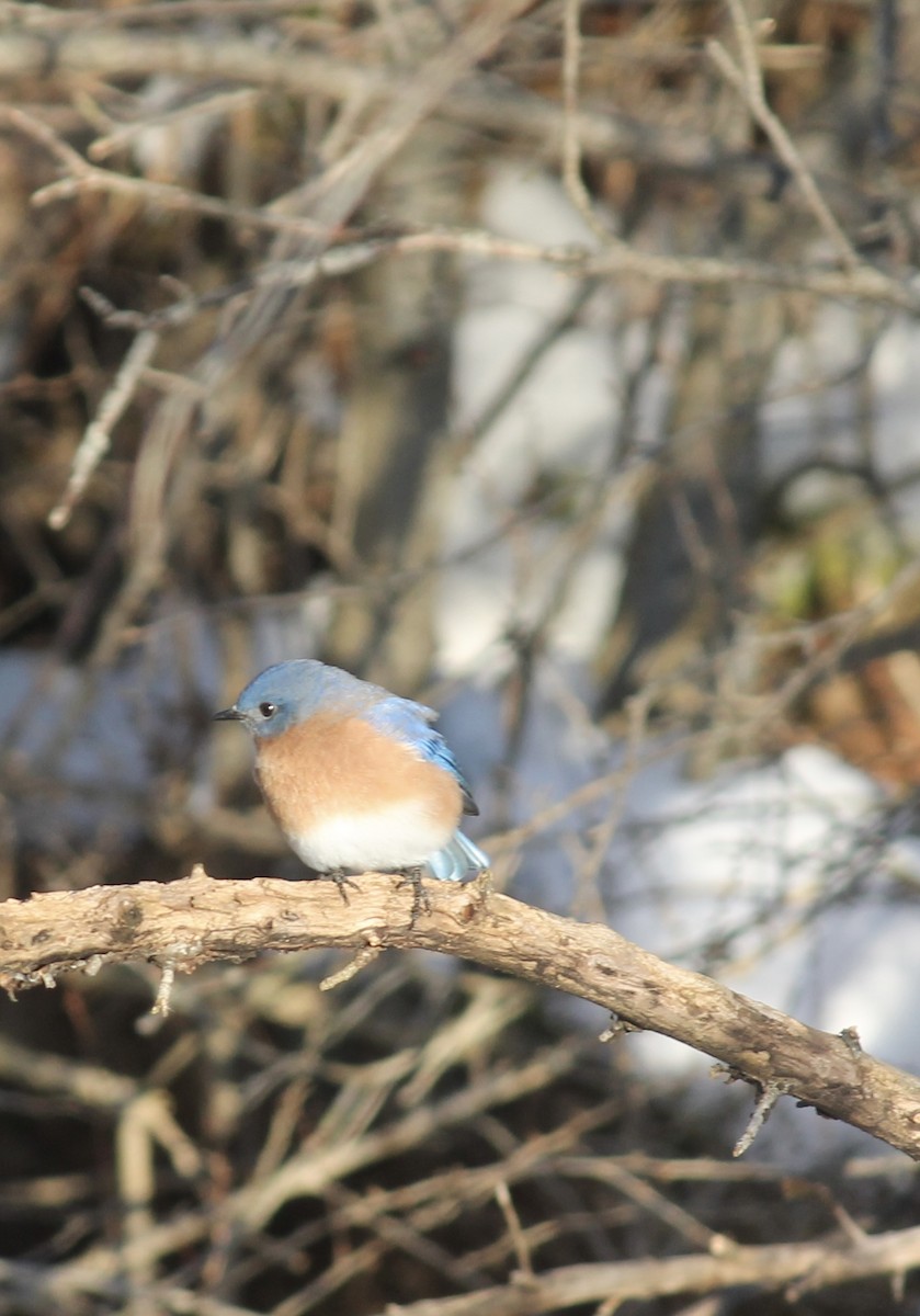 Eastern Bluebird - ML646480038