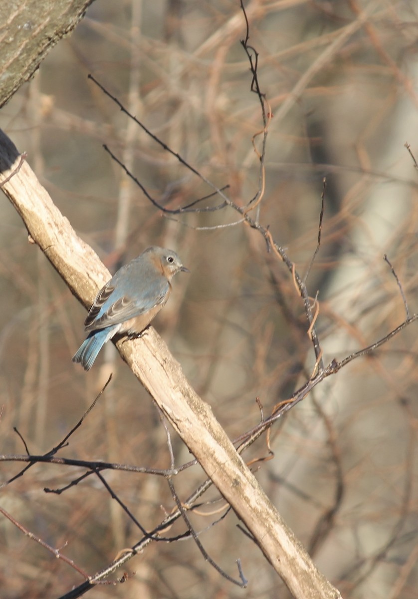Eastern Bluebird - ML646480039
