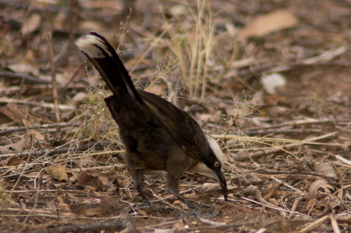 オーストラリアマルハシ - ML646480040