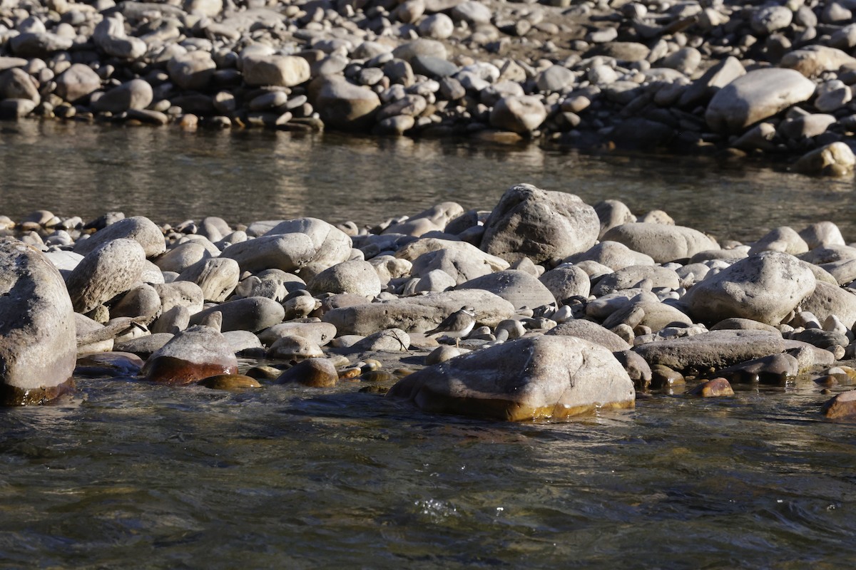 Шөвгөр хиазат - ML646480046