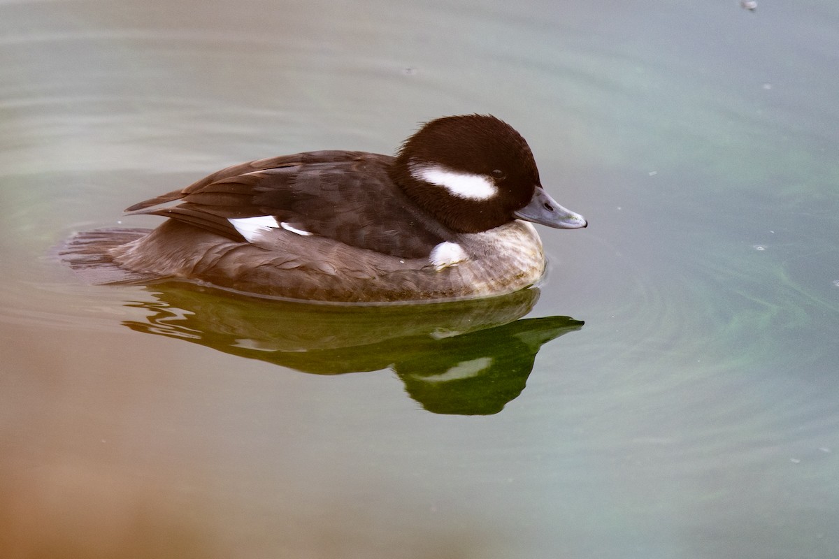 Bufflehead - ML646480047