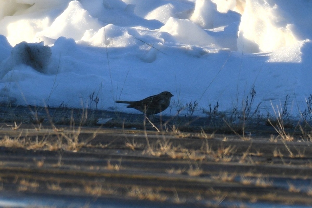 Chestnut-collared Longspur - ML646480048