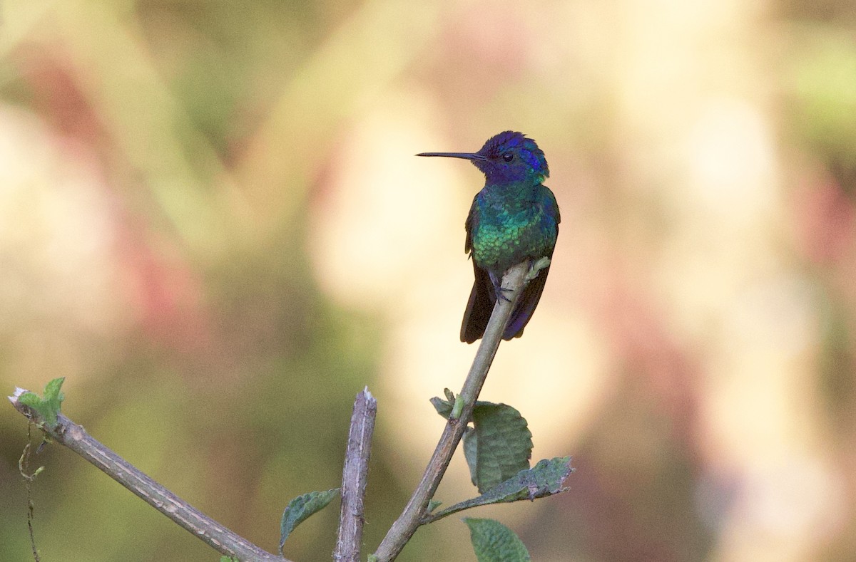 fiolørekolibri - ML646480049