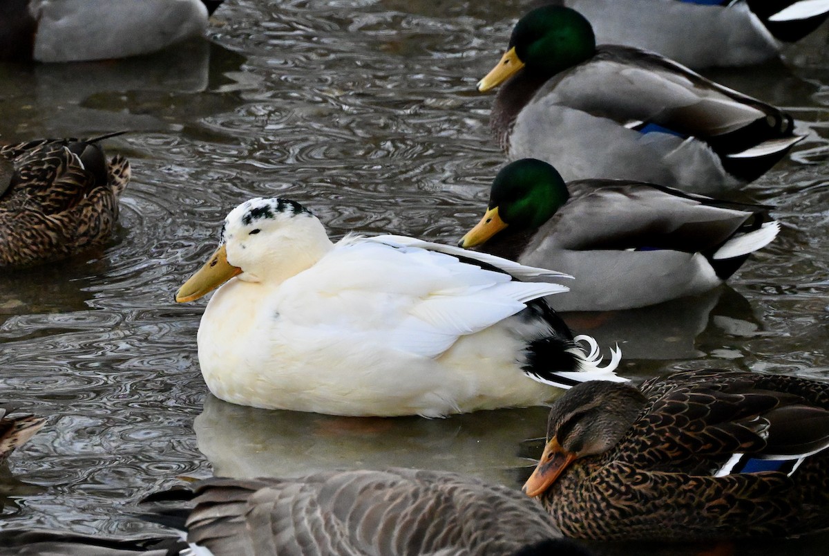 Mallard - ML646480051