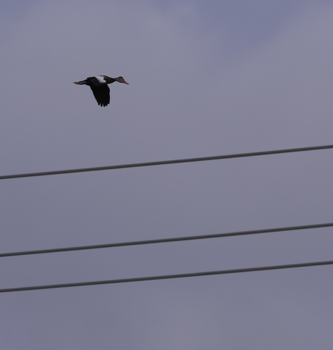 Black-bellied Whistling-Duck - ML646480053