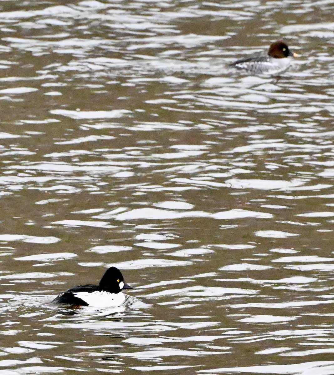 Common Goldeneye - ML646480063