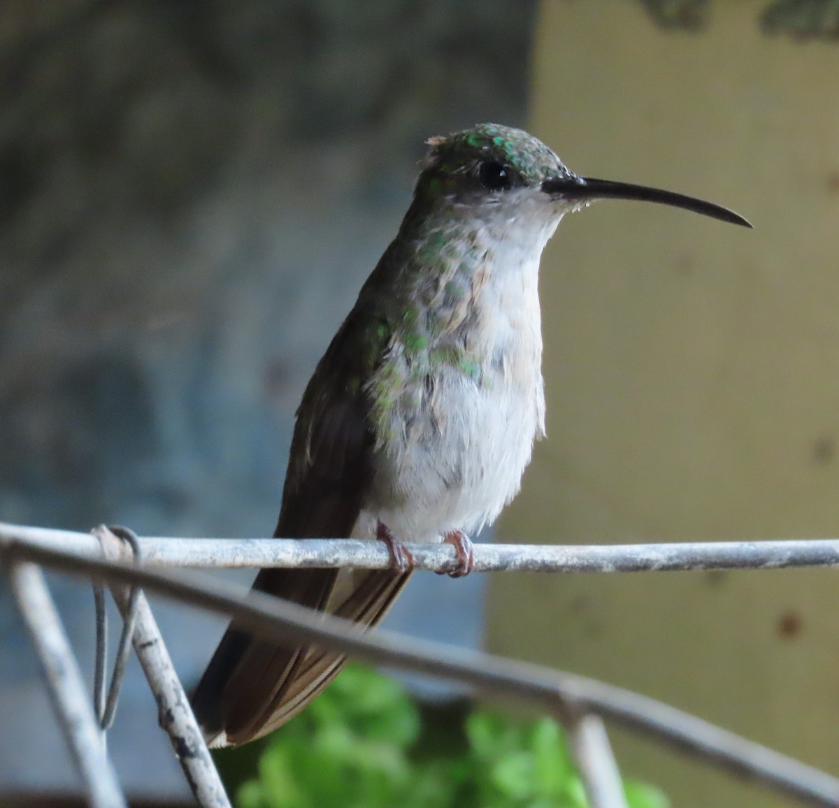 Colibrí de Buffon - ML646480064