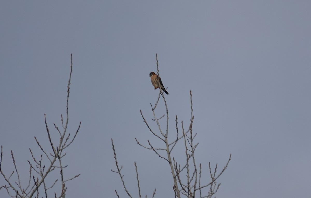 American Kestrel - ML646480065