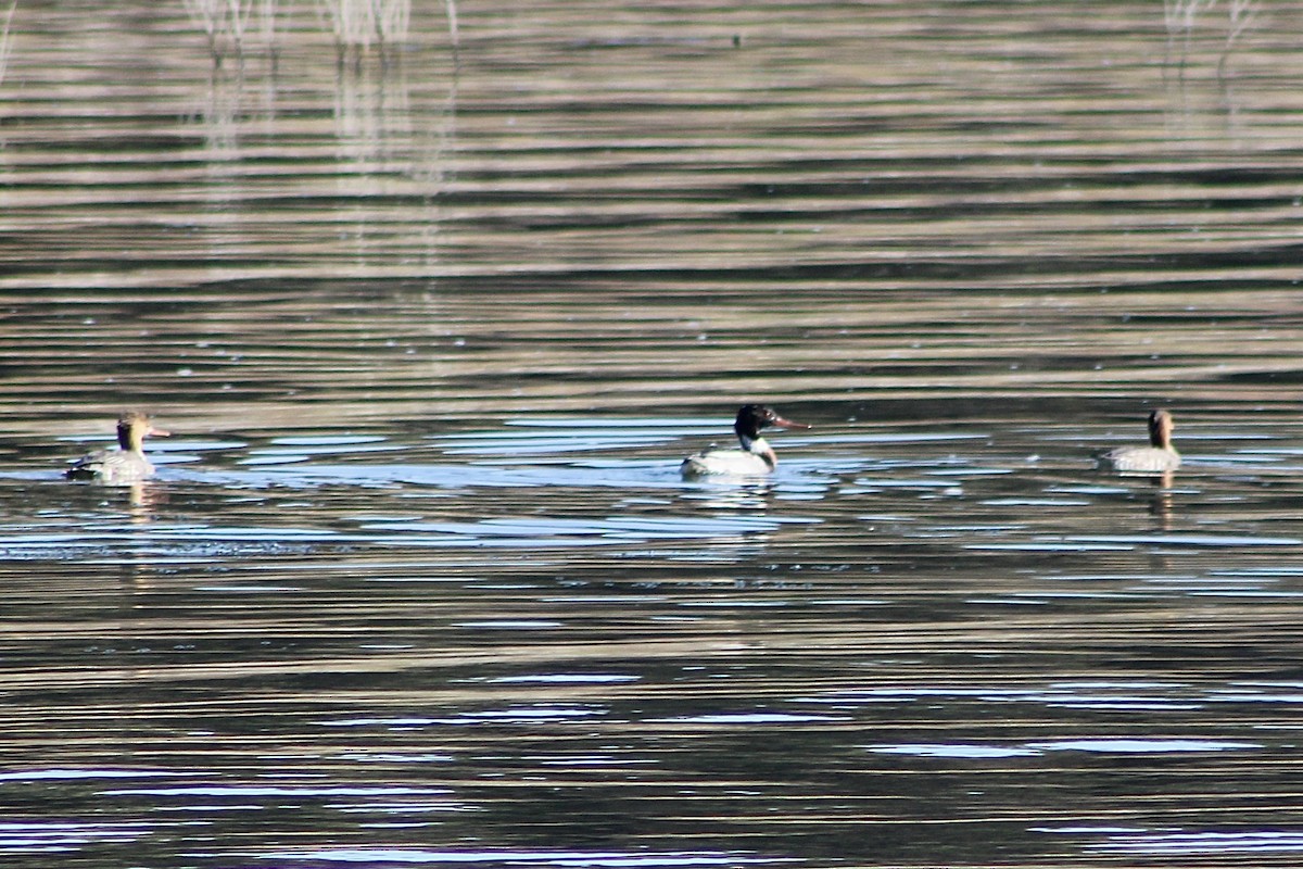 Red-breasted Merganser - ML646480067