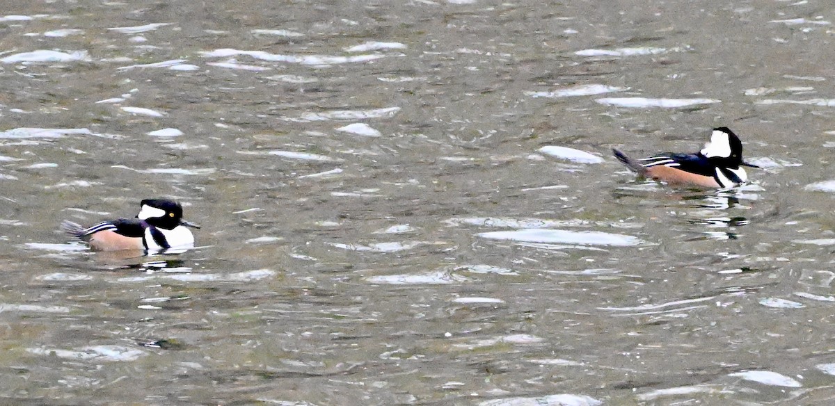 Hooded Merganser - ML646480068