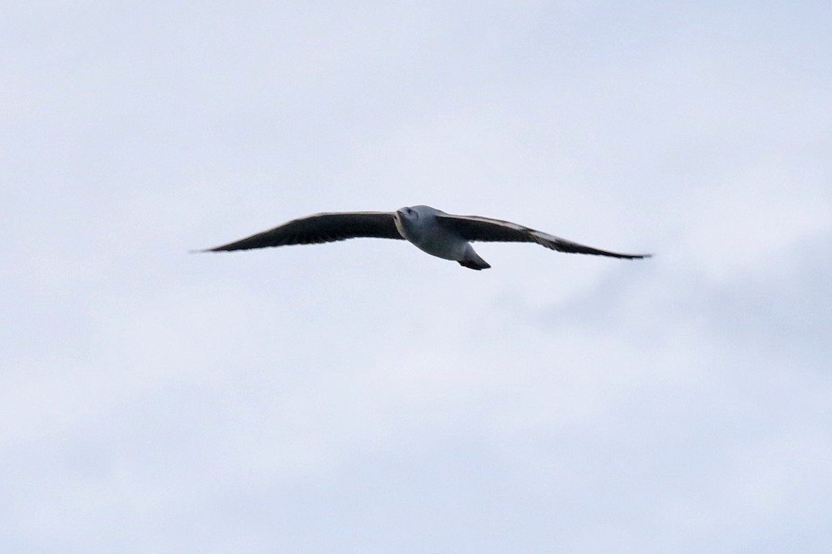 gråhodemåke - ML646480071