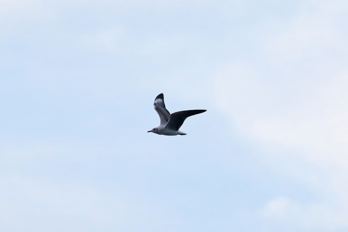 gråhodemåke - ML646480072