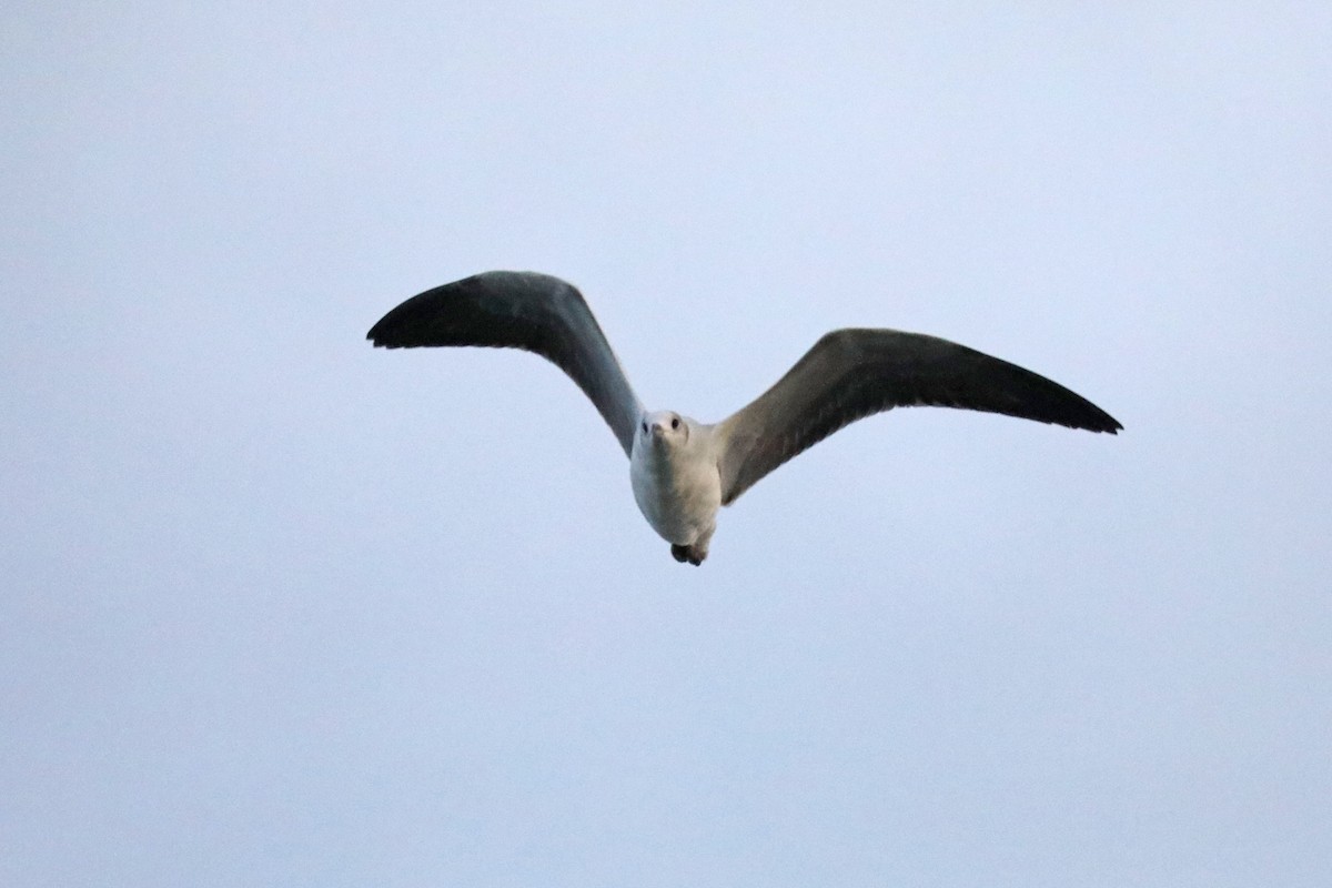 gråhodemåke - ML646480073