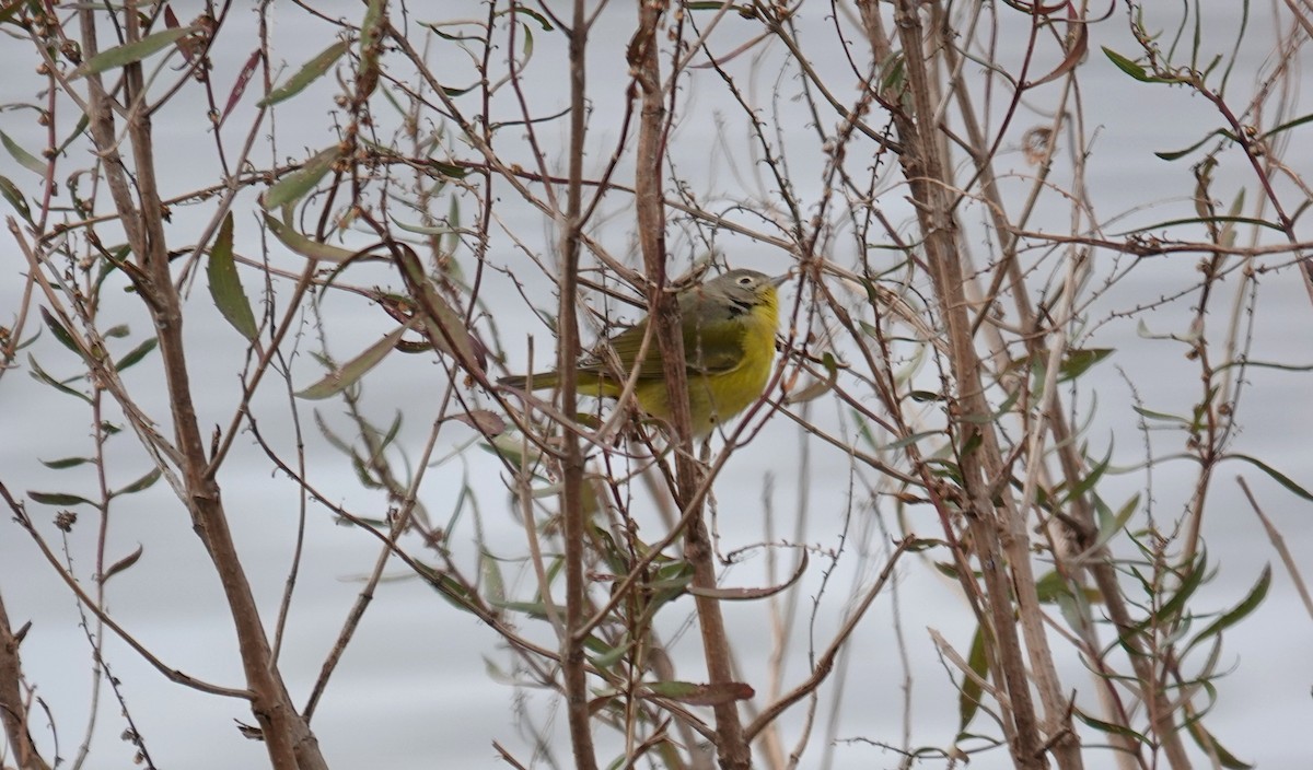 Nashville Warbler - ML646480075