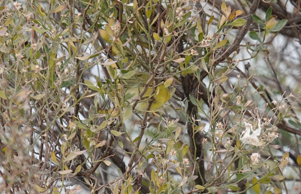 Nashville Warbler - ML646480076