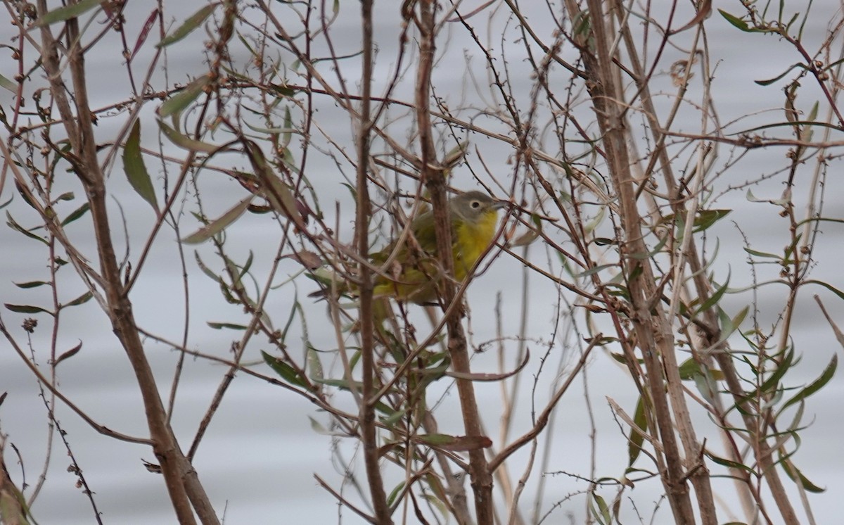 Nashville Warbler - ML646480077