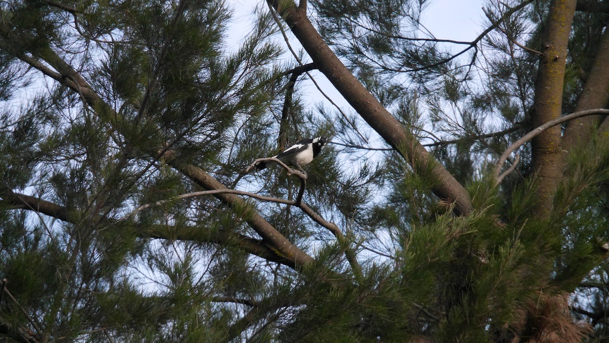 ツチスドリ - ML646480079