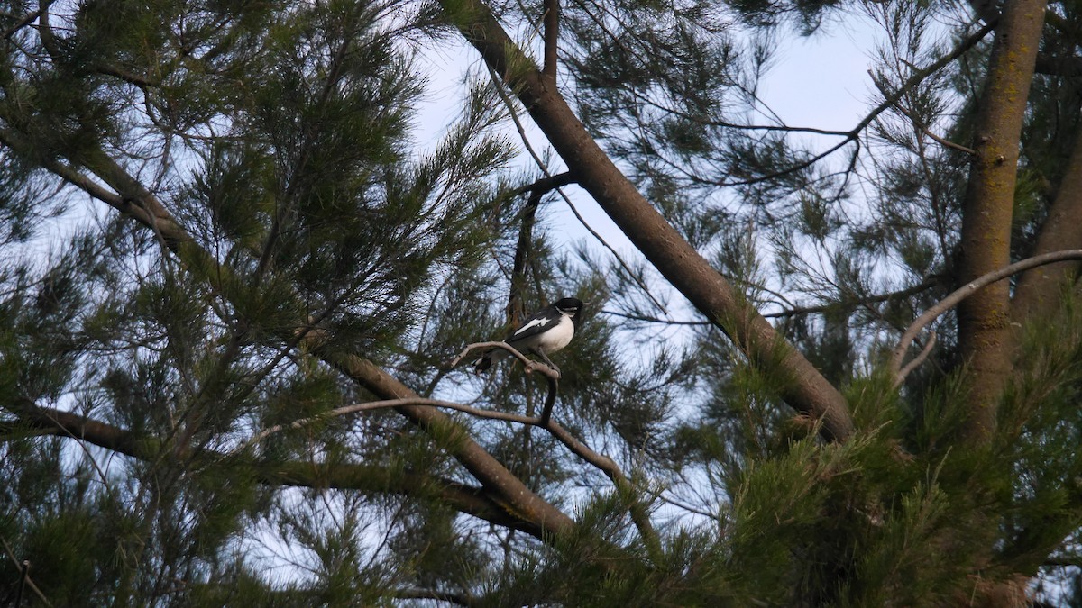 ツチスドリ - ML646480080