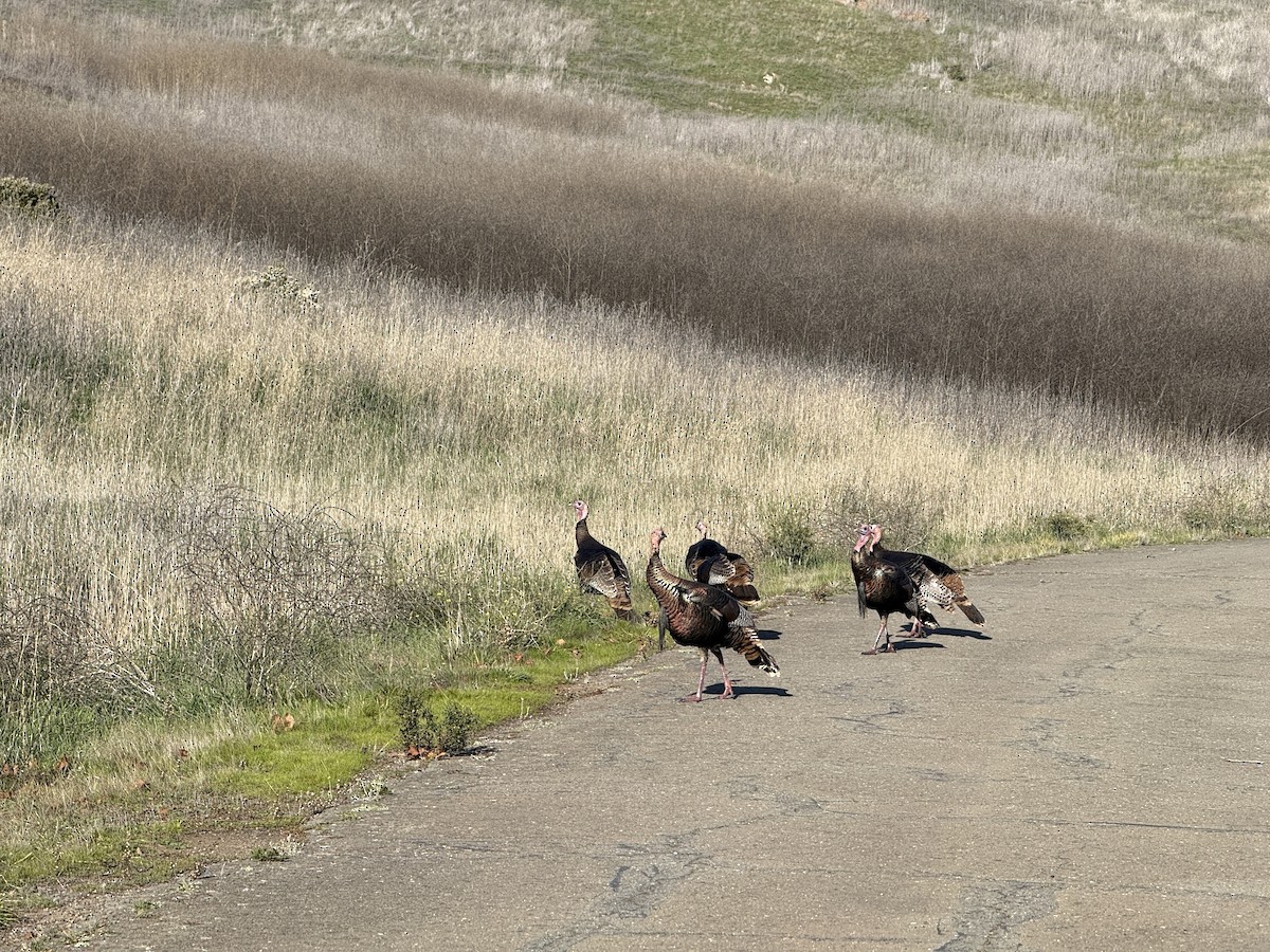 Wild Turkey - ML646480081