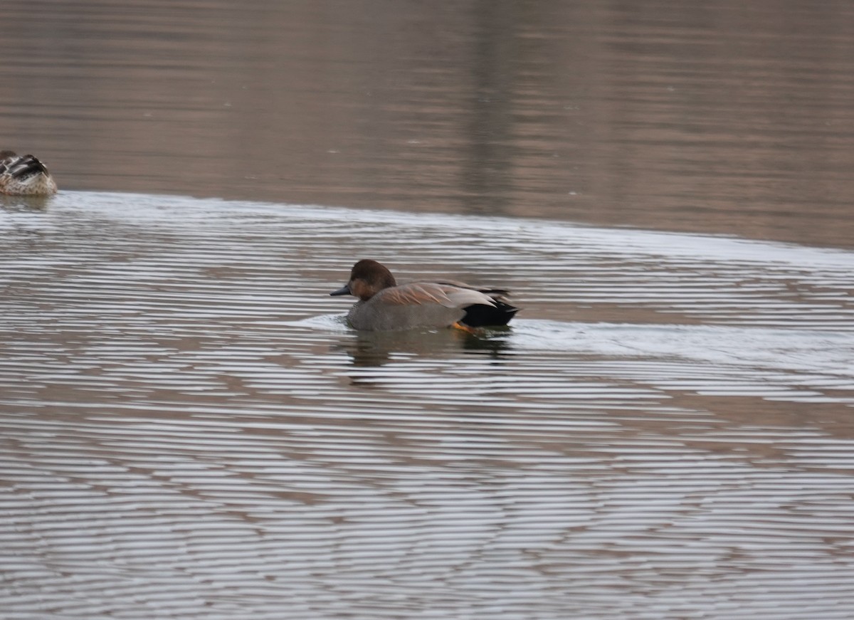 Бор нугас - ML646480085