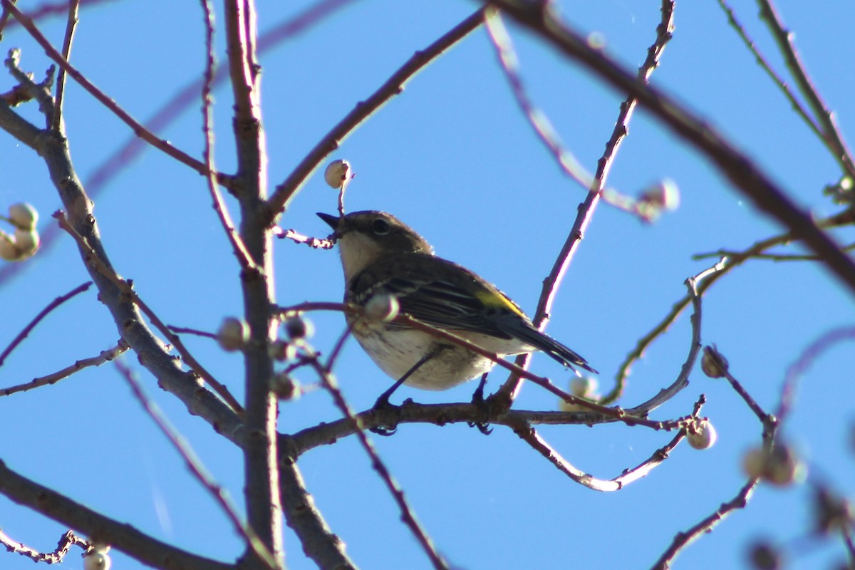 Yellow-rumped Warbler (Myrtle) - ML646480086