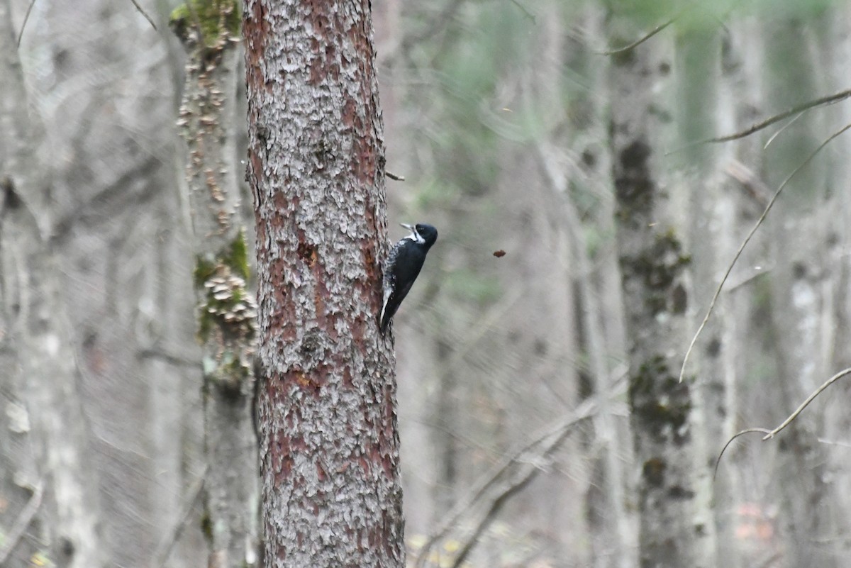 datlík černohřbetý - ML646480088