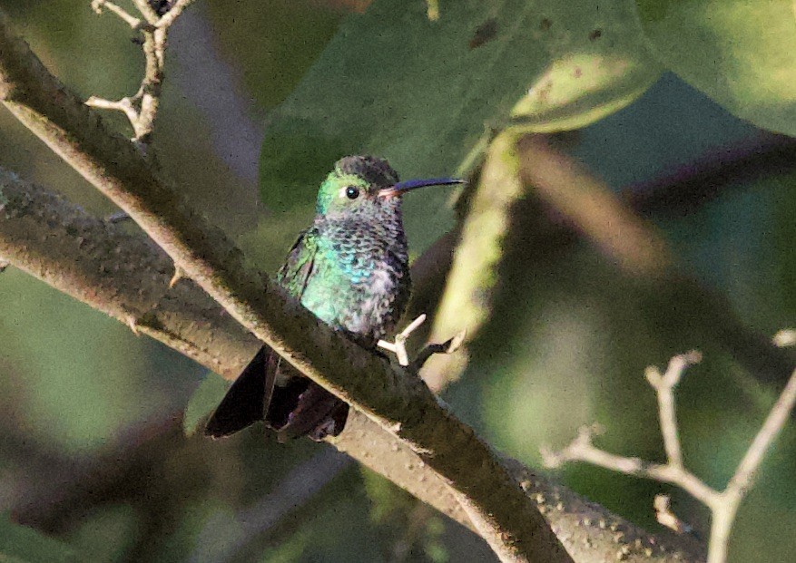 Çilli Kolibri [melanogenys grubu] - ML646480089